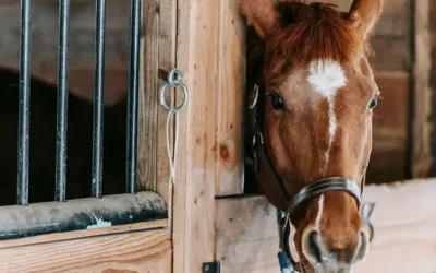 Poney Club des Coteaux : un moment de bonheur pour les plus peti