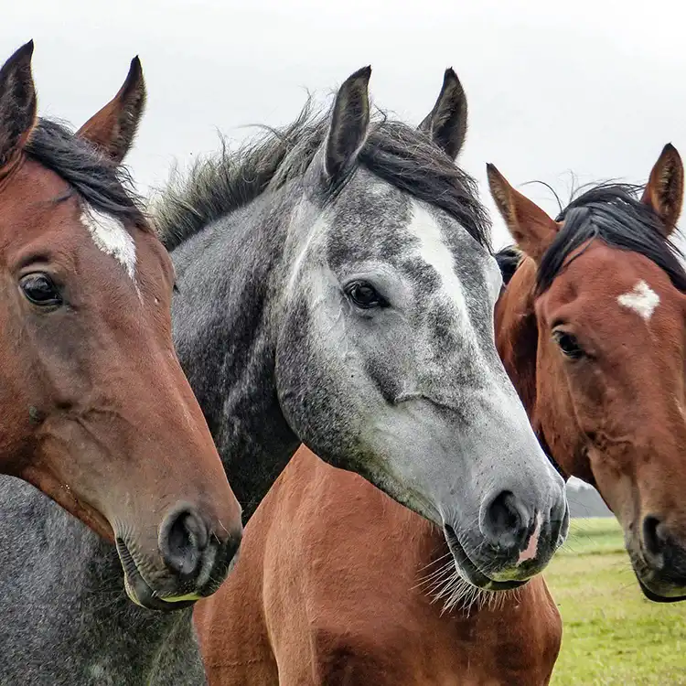 chevaux_a_la_campagne_proximite_puydaniel