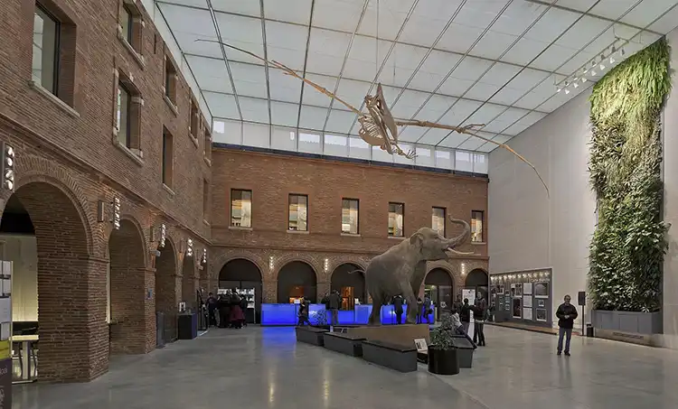 museum_de_toulouse_capture_mamouth museum_de_toulouse_capture_mamouth